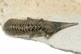 Extremely Rare Lanceaspis Trilobite - Mjane, Morocco #299840-1